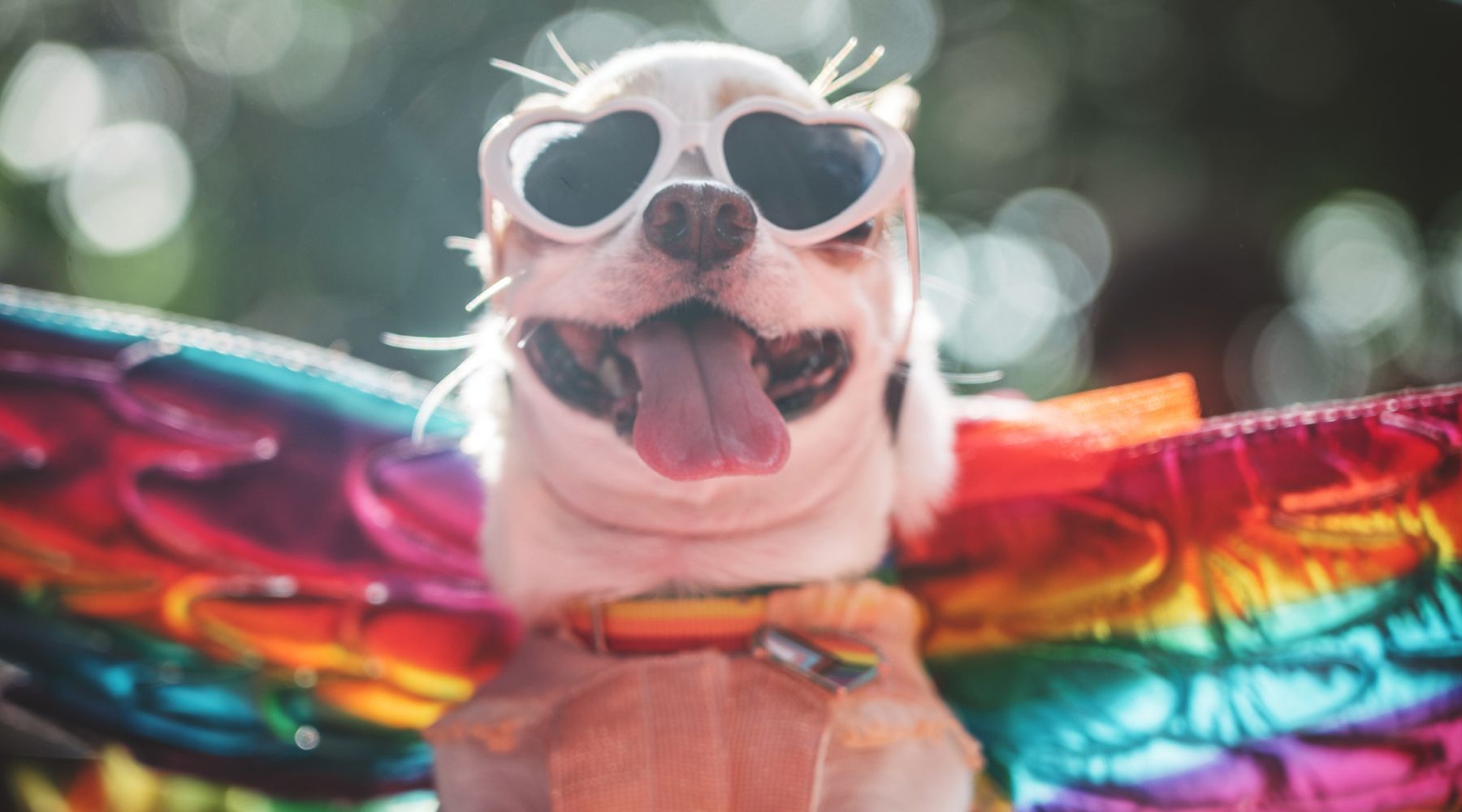 Image: Supplied Pet Insurance