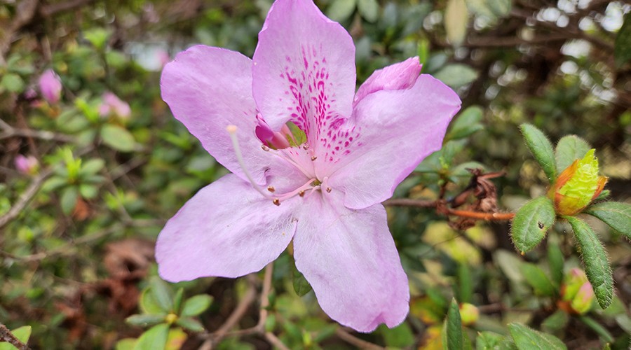 Image: Alex Kidman/Finder Samsung Galaxy Z Fold4 review