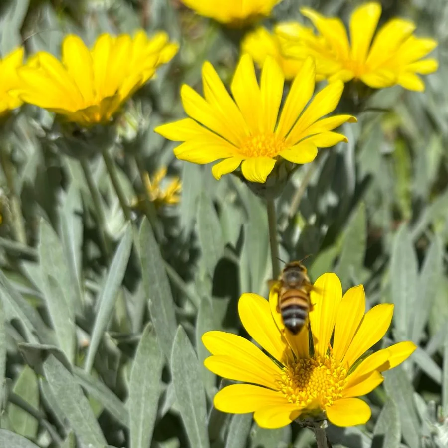 Picture captured by iPhone 15
